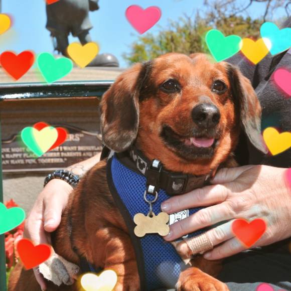 Meet your Posher, Deedee - Picture 1 of 1